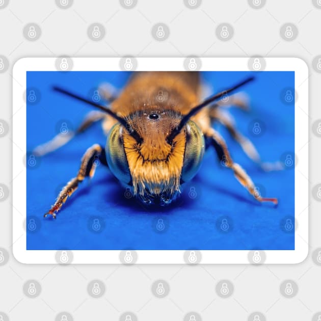 Macro Photograph Sand Wasp Cute Bug Sticker by love-fi